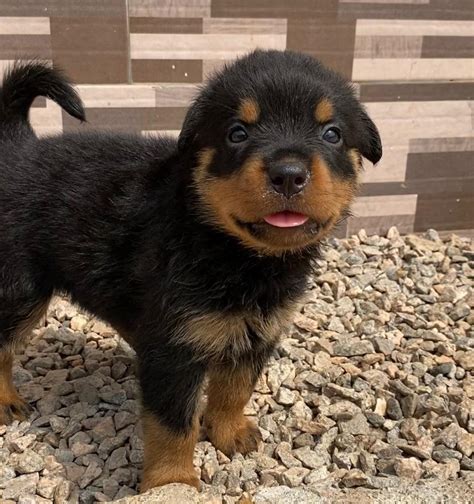 Male Rottweiler Available For Sale - Pets - Nigeria