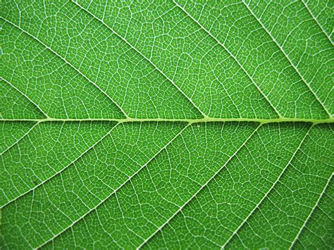 Free photo: Leaves Texture - Abstract, Dry, Leaves - Free Download - Jooinn