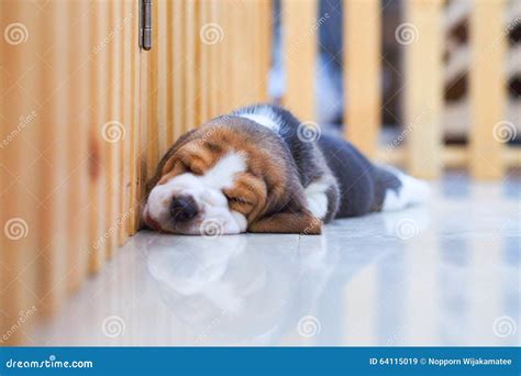 Cute Puppy Beagle sleeping stock image. Image of hound - 64115019