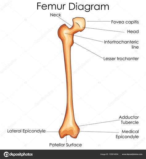 femur bone labeled