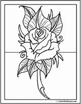 Free Printable Rose Coloring Pages For Adults sketch template