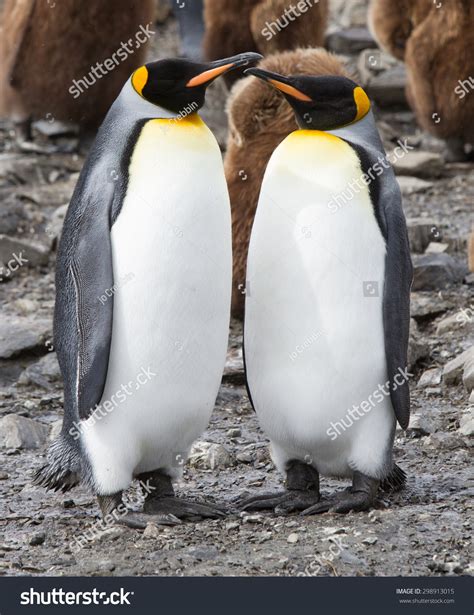 Mating Pair King Penguins Breeding Colors Stock Photo 298913015 ...