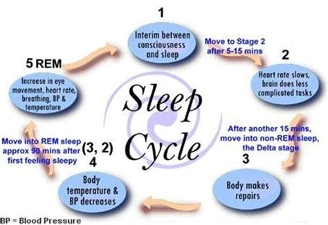 illustration of the sleep cycle | I1047stages thumb The Sleep Cycle: Do You Get Enough ...