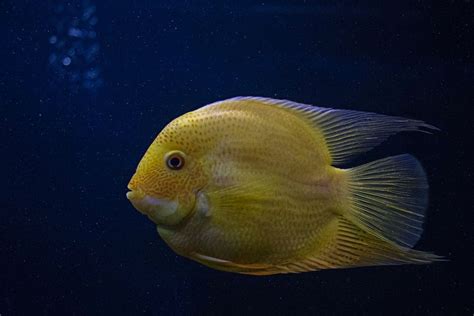 Berita Cara Kerja Organ Pernapasan Pada Ikan Terbaru Hari Ini - Bobo