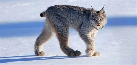 Glacier National Park Has More Canada Lynx Than Expected