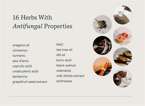 What Are the Most Effective Natural Antifungal Herbs and Supplements?