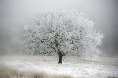 winter wall art - Breathtaking winter scenes with simple beauty