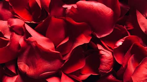 Red Rose Wallpaper 4K, Rose Petals, Floral