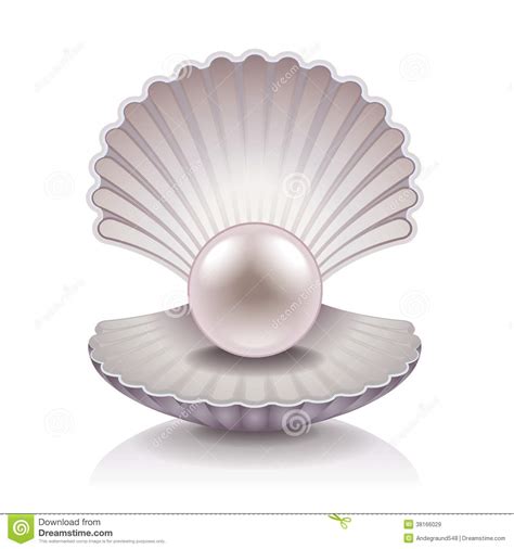 clipart oyster pearl 20 free Cliparts | Download images on Clipground 2024