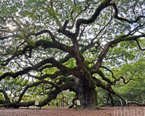 south carolina oak tree