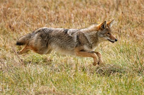 How Fast Can a Coyote Run - HuntingEver.com - Hunting Guide