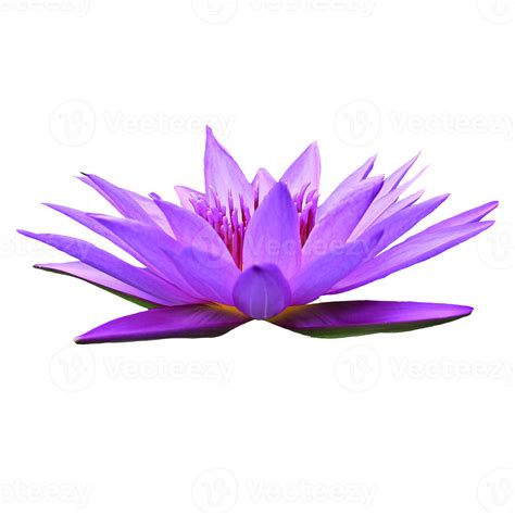 Lotus Flower Png Transparent Image Download Size 821x - vrogue.co
