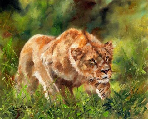 Lioness Stalking Painting by David Stribbling