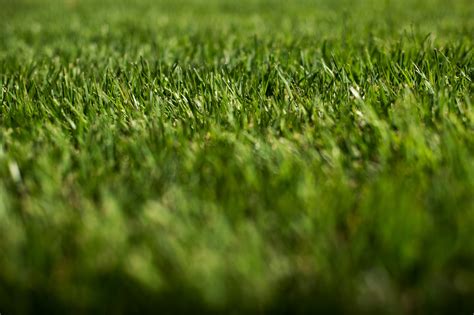 Turfgrass and Water Efficiency | US EPA