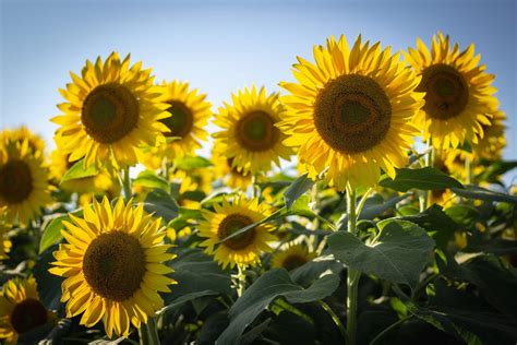 🌻 Sunflower festival being held at western Pennsylvania farm this week ...