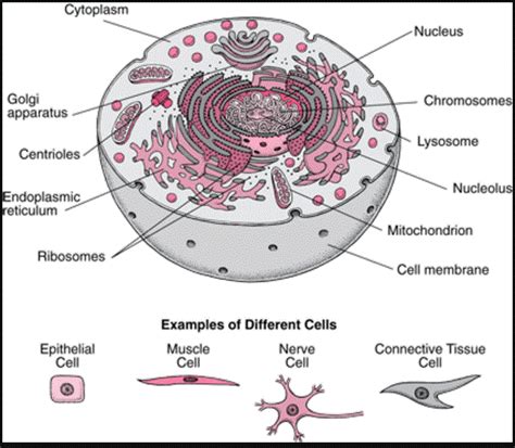 Different types of cells in the human body