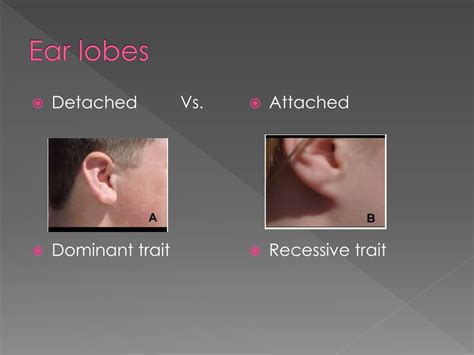 Attached Earlobes Recessive Or Dominant