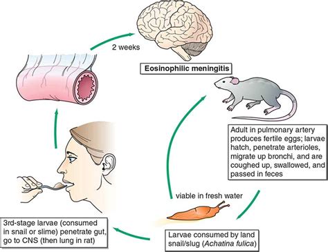 Cestode Infections | Basicmedical Key