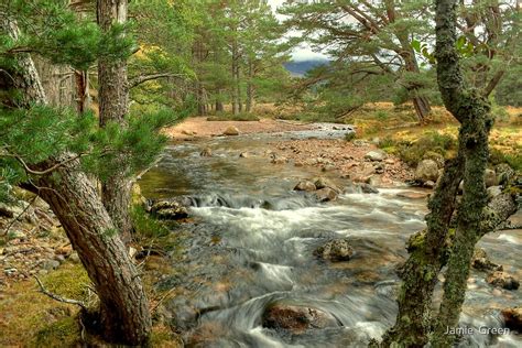 "Allt Druidh In The Rothiemurchus Forest" by Jamie Green | Redbubble