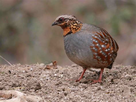 pangot birding tours | North India Birdwatching Tours