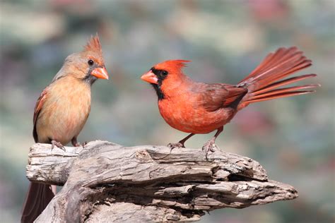 Types of Cardinals in the Unites States (With Pictures) - Birdwatching Tips