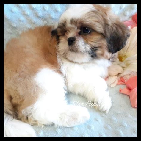 Shih Tzu M Brown/White | Star Pups