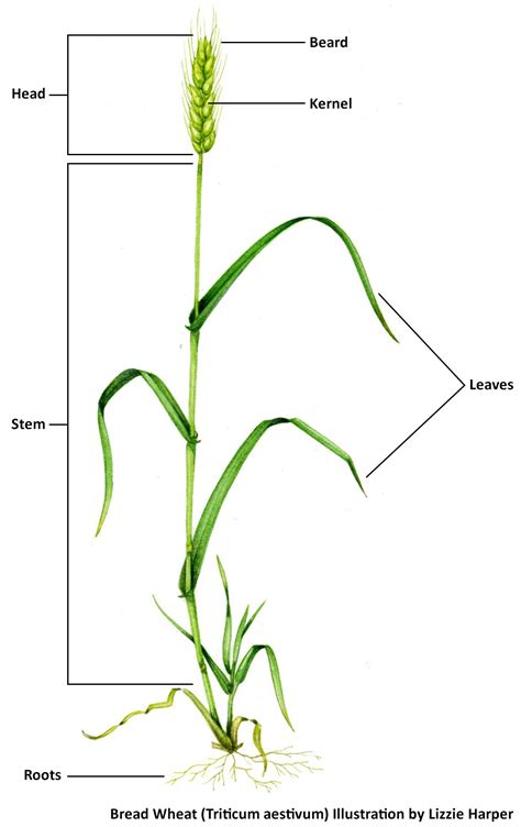 Wheat — Ag in the Classroom