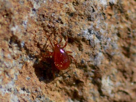 Red Spider Mite Problems - How To Control Red Spider Mites