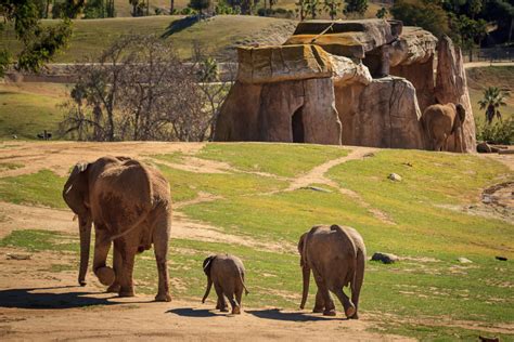 Elephant Valley at the San Diego Safari Park - Anne McKinnell Photography