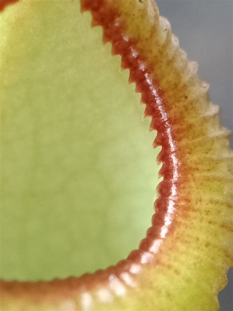 Nepenthes Viking x hamata peristome detail - Vidyut's corner