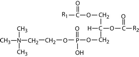 Structure of phosphatidylcholine | Download Scientific Diagram