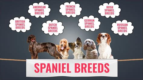 Spaniel Breeds - Lists And Types Around The World - Petmoo