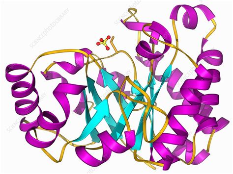 Triose phosphate isomerase molecule - Stock Image - F006/9777 - Science ...