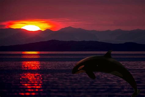 Orca Breaching at Sunset #BlackFish | Orca whales, Orca, Sunset