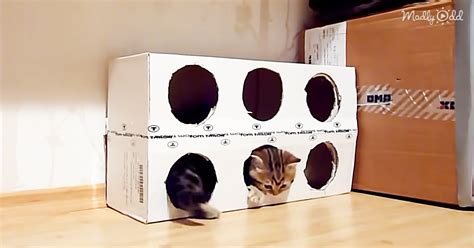 Kittens Playing in A Cardboard Box with Holes Is Just a Whole Lot of Cute