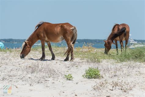 Shackleford Banks Wild Horses - CrystalCoast.com