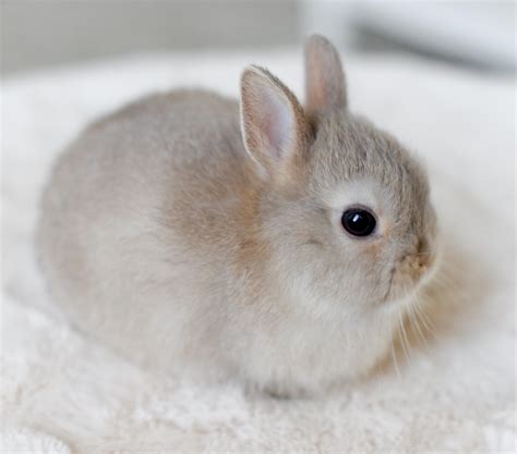 Angelic rabbit | Cute baby animals, Cute little animals, Cute baby bunnies