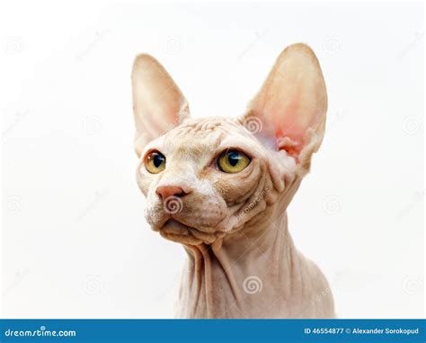 Beautiful Pink Sphynx Cat Portrait Stock Image - Image of pedigree, animal: 46554877