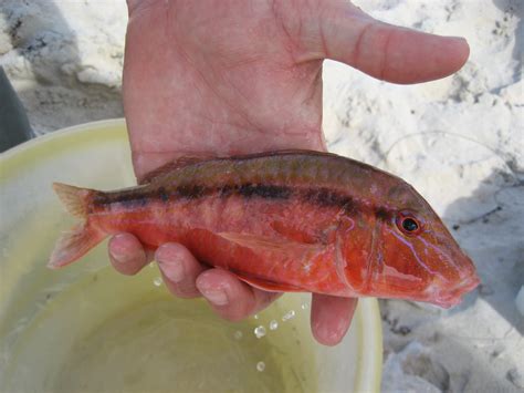 goatfish? | Fishing - Fishwrecked.com - Fishing WA. Fishing Photos & Videos