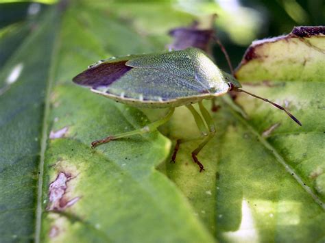 bug macroshot 3 2 Free Photo Download | FreeImages