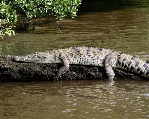 American Crocodile - Facts, Diet, Habitat & Pictures on Animalia.bio