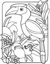Hornbill Coloring Pages  Free Printable For Kids sketch template