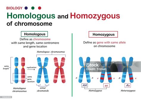 Biology Diagram Present Different Of Homologous And Homozygous ...