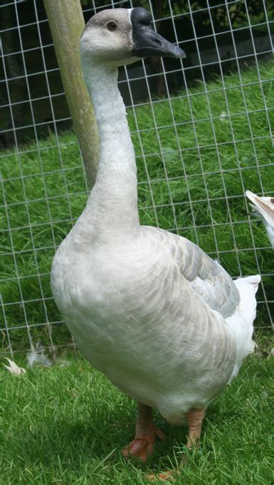 Chinese Geese - information and photos of this popular breed