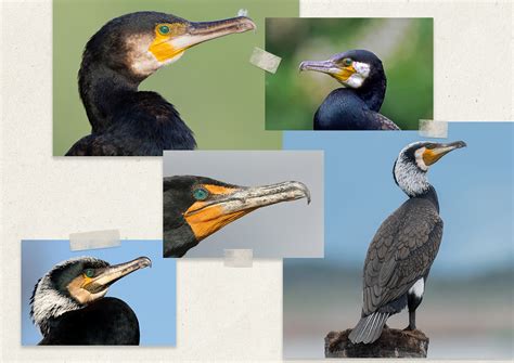 Great Cormorant :: Behance