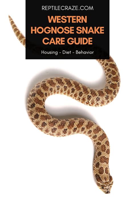 Western Hognose Snake Care: Diet, Setup, Behavior - Reptile Craze