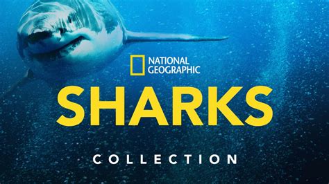 Watch National Geographic Sharks | Disney+