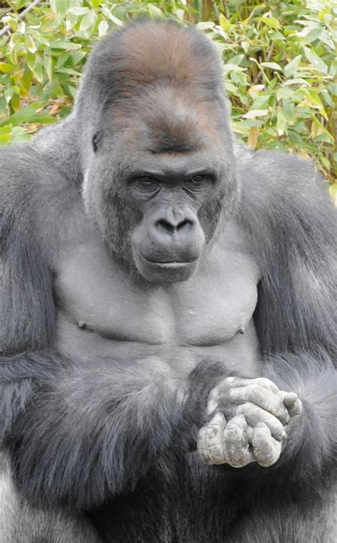 Shabani the gorilla credited with keeping Nagoya zoo visitor numbers up despite bird flu ...