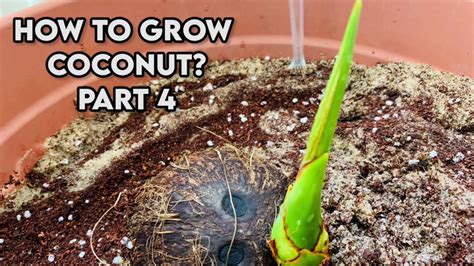 How to grow coconut tree from seed | Coconut germination & propagation Part 4 - YouTube