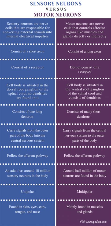 Difference Between Sensory and Motor Neurons | Definition, Structure ...